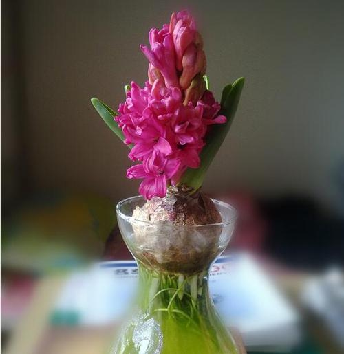 风信子开花后怎么处理，风信子开花后怎么养护？