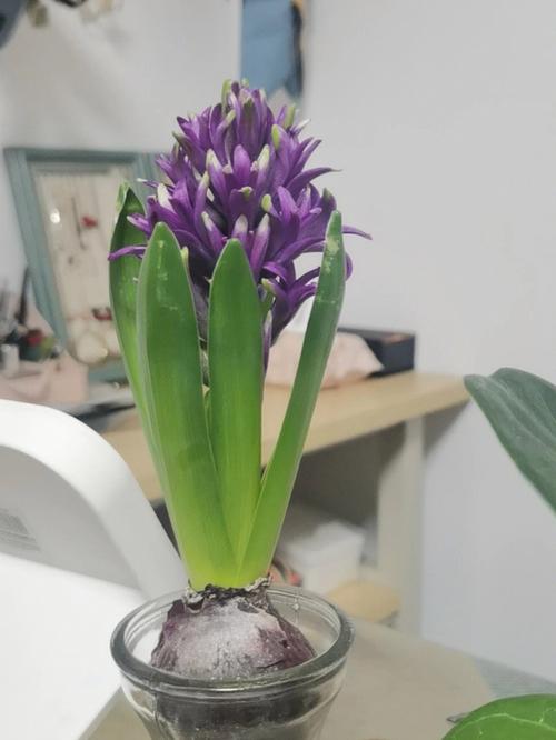 风信子开花后怎么处理