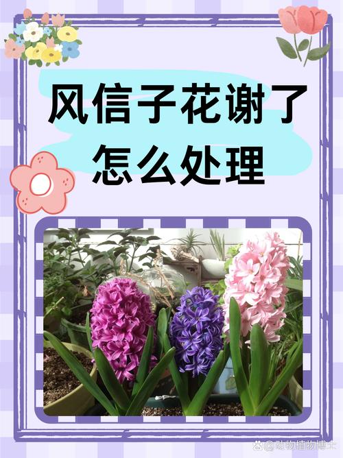 风信子开花后怎么处理,开花后处理方法