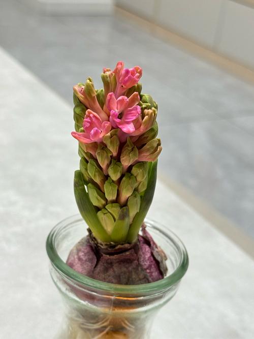 风信子花期多长时间,开花后怎么处理