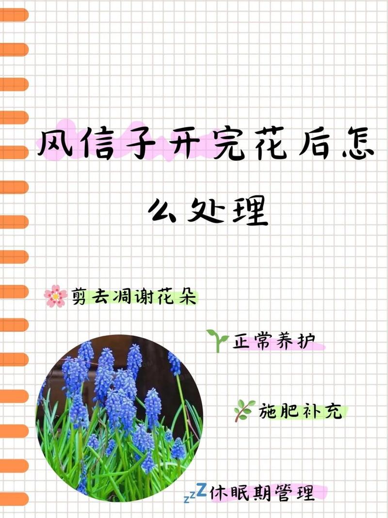 风信子开完花后怎么处理