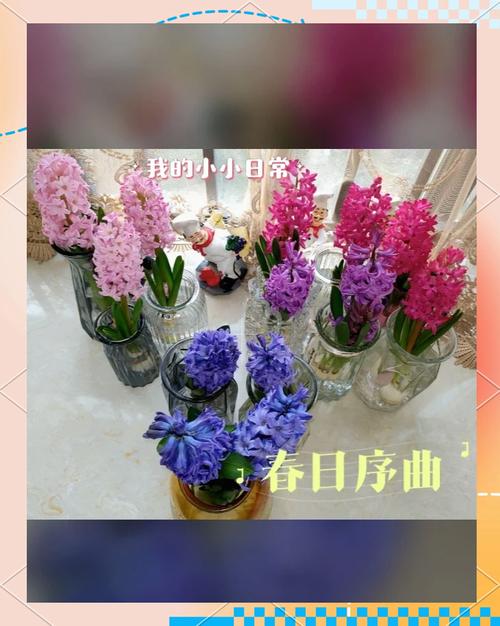 春季水培风信子开花后,只要顺着喜好养,春节开成大花球,如何养呢...
