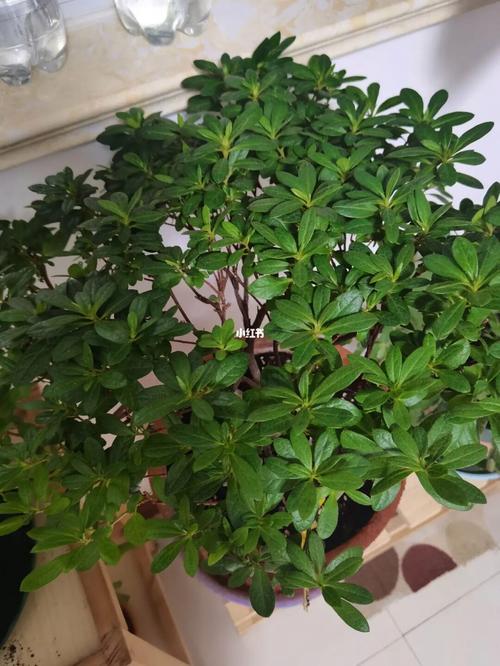 杜鹃花叶子下垂怎么办