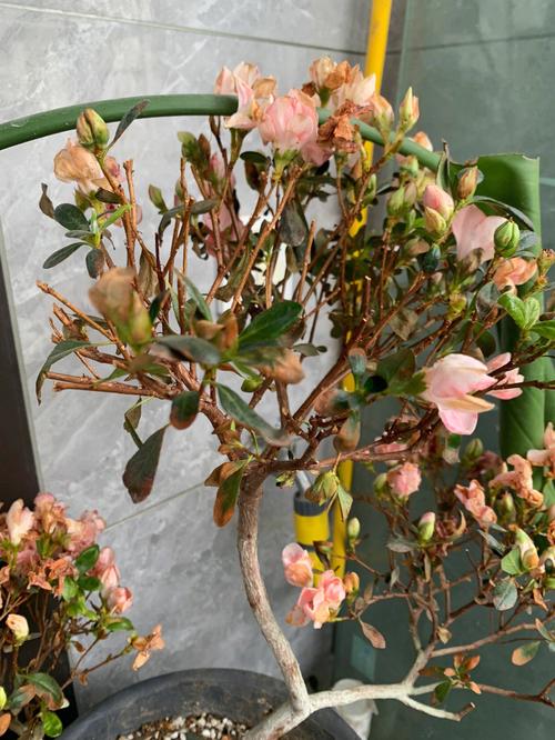 杜鹃花叶子下垂是怎么回事?叶子下垂怎么办?