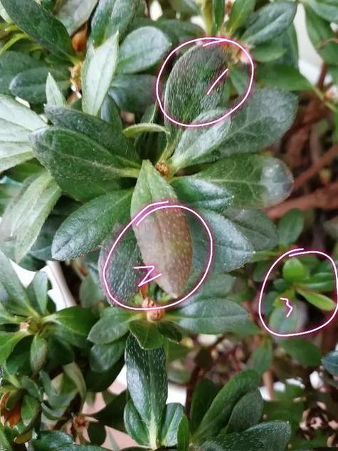杜鹃花叶子发蔫下垂
