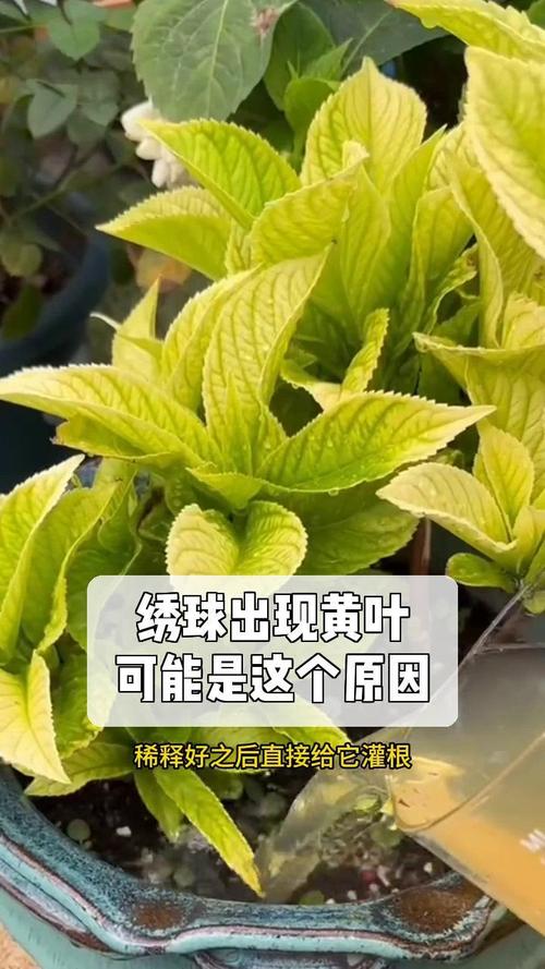 绣球花的叶子都发黄了怎么办?