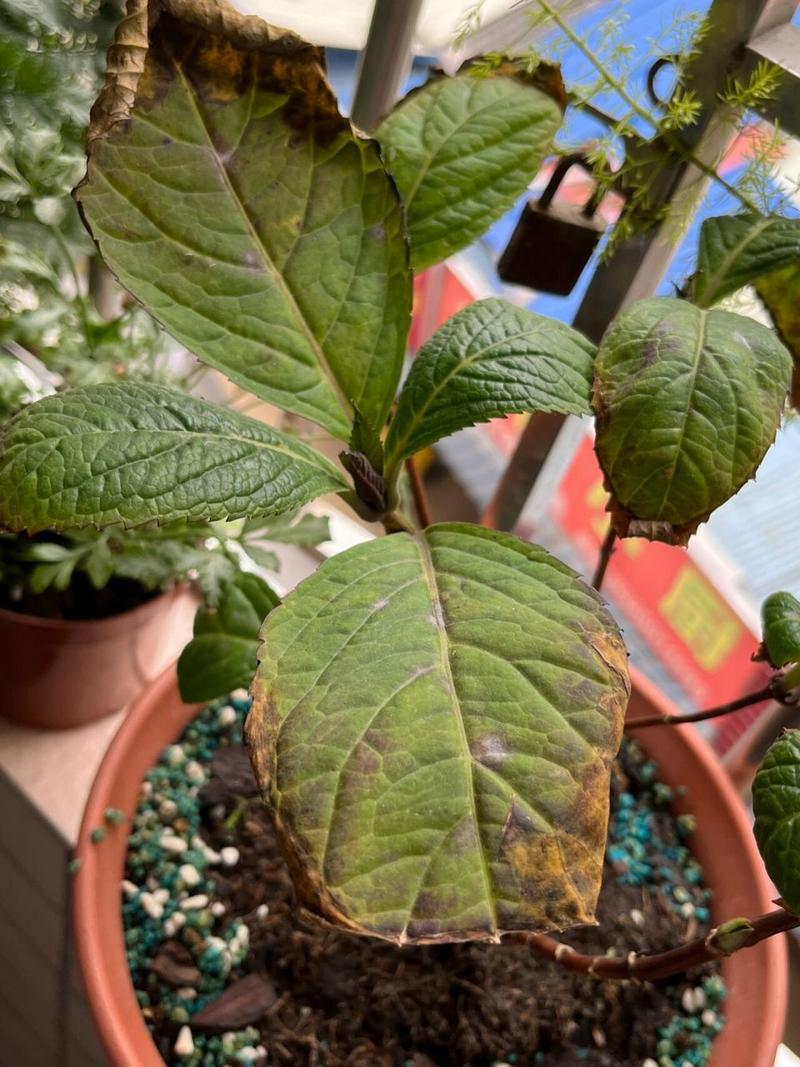 绣球花叶子发黄边缘干枯怎么办