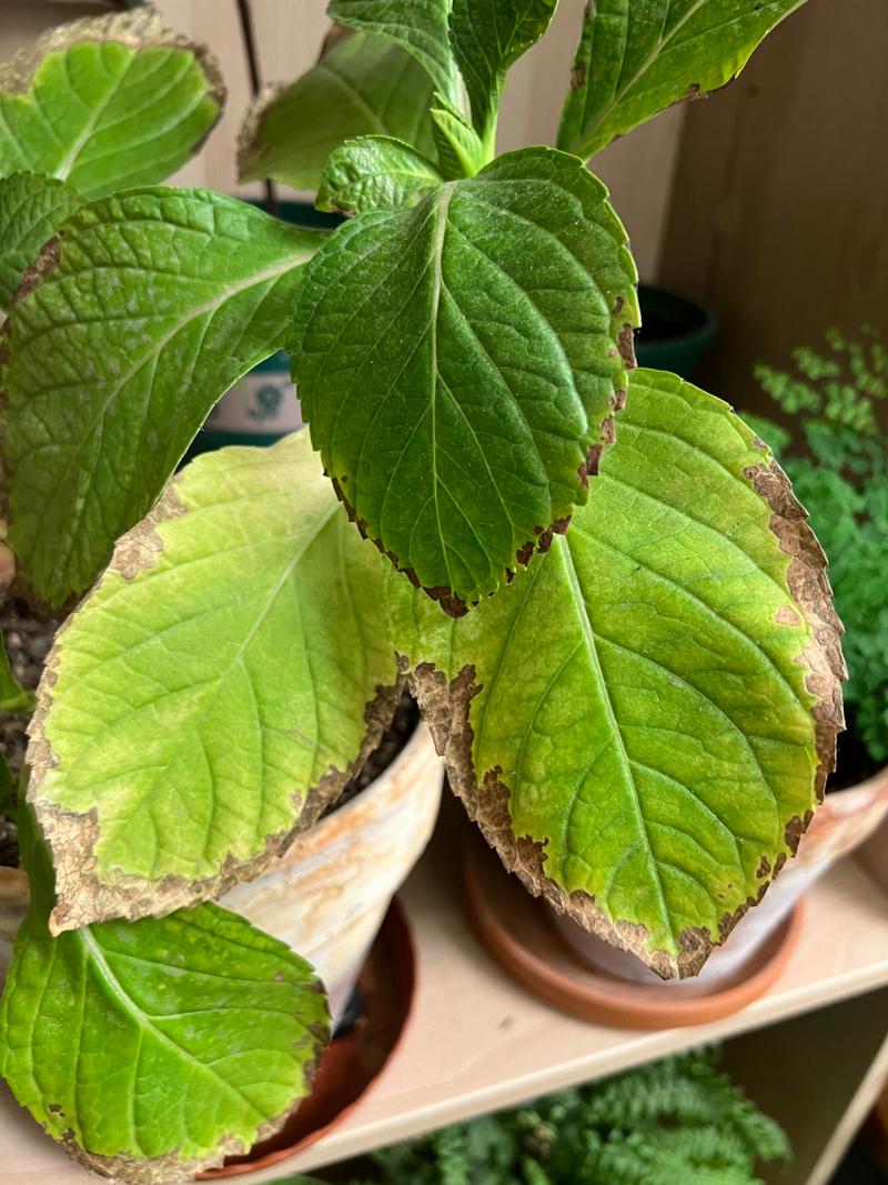 绣球花的叶子都发黄了怎么办