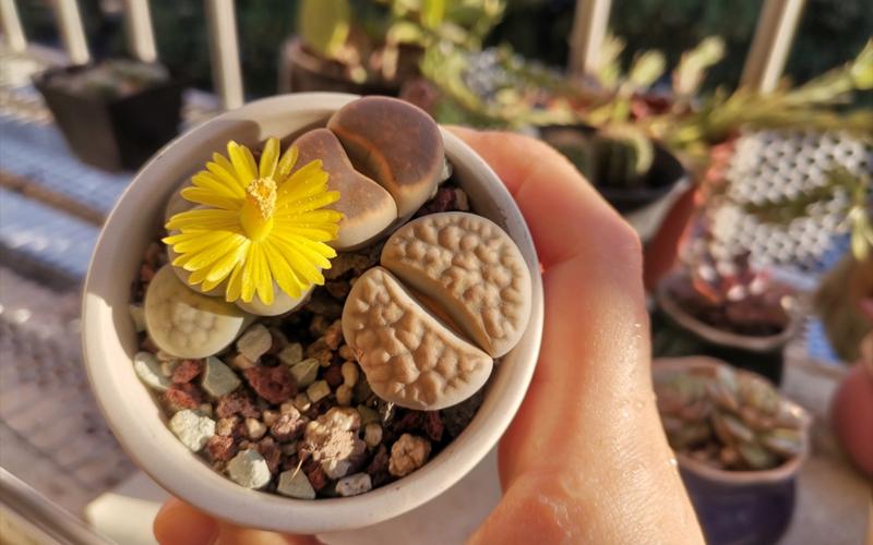 生石花开花后要剪掉吗