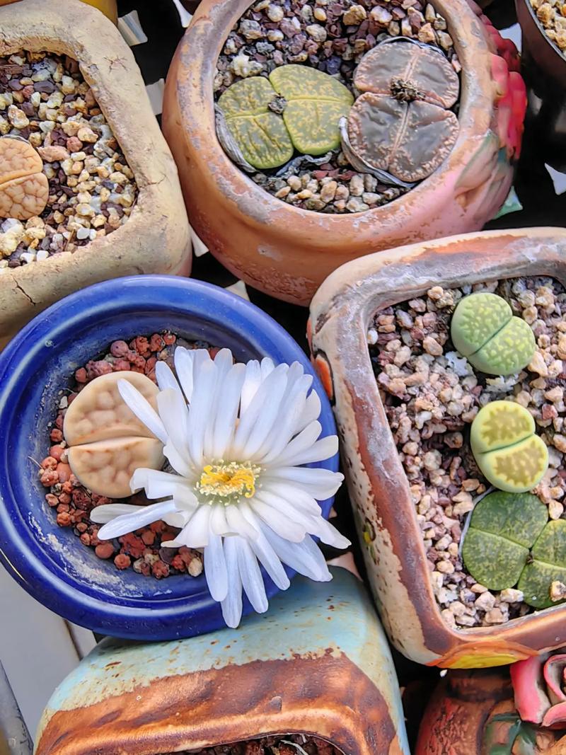 生石花开花后怎么处理