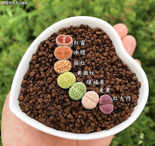 生石花开花后还能活吗