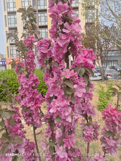 西府海棠花长虫了怎么办？西府海棠有虫子怎么办？