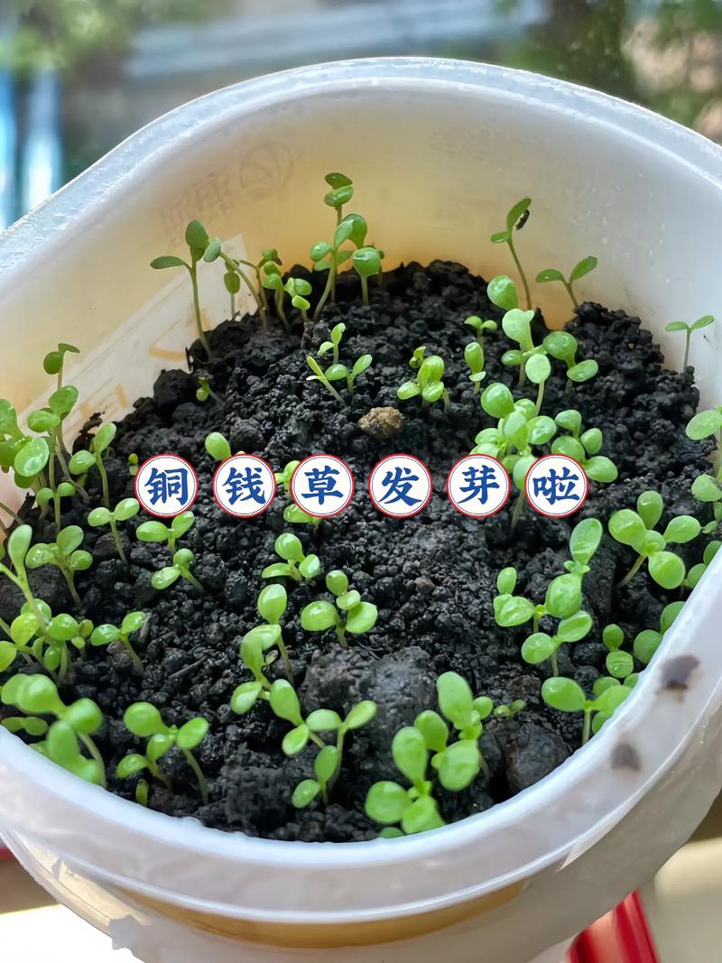 铜钱草叶子发黄怎么处理怎么补救