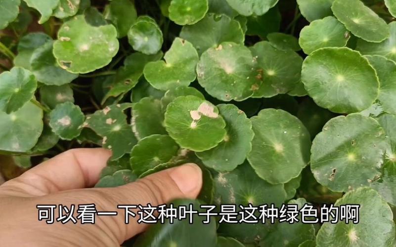 铜钱草黄叶了怎么办?