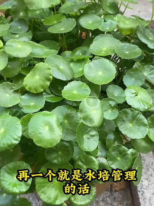 铜钱草叶子发黄是什么原因,黄叶怎么办
