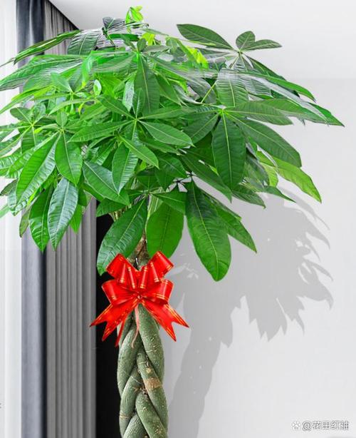 镇宅旺宅的花卉