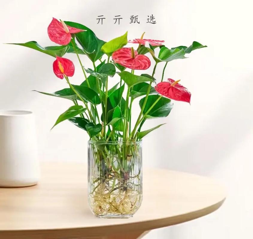 红掌水培好还是土培好