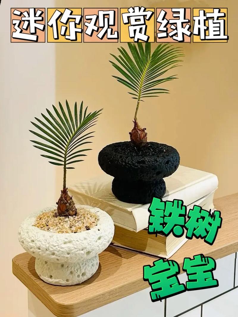 盆栽铁树的养殖方法