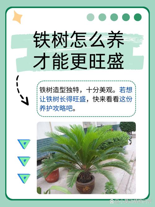 铁树怎么养才能更旺盛
