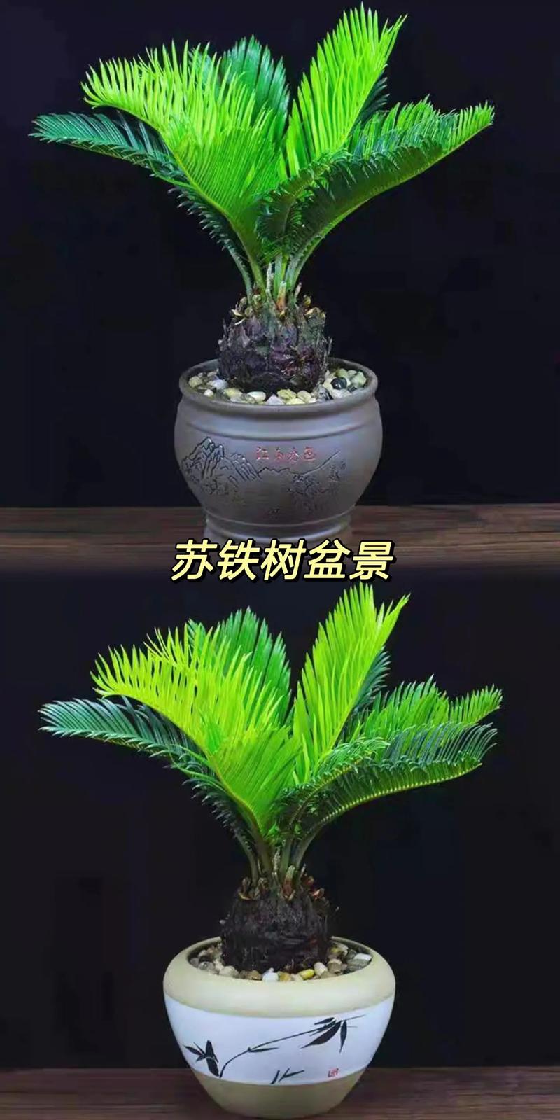 铁树盆栽的养殖方法和注意事项