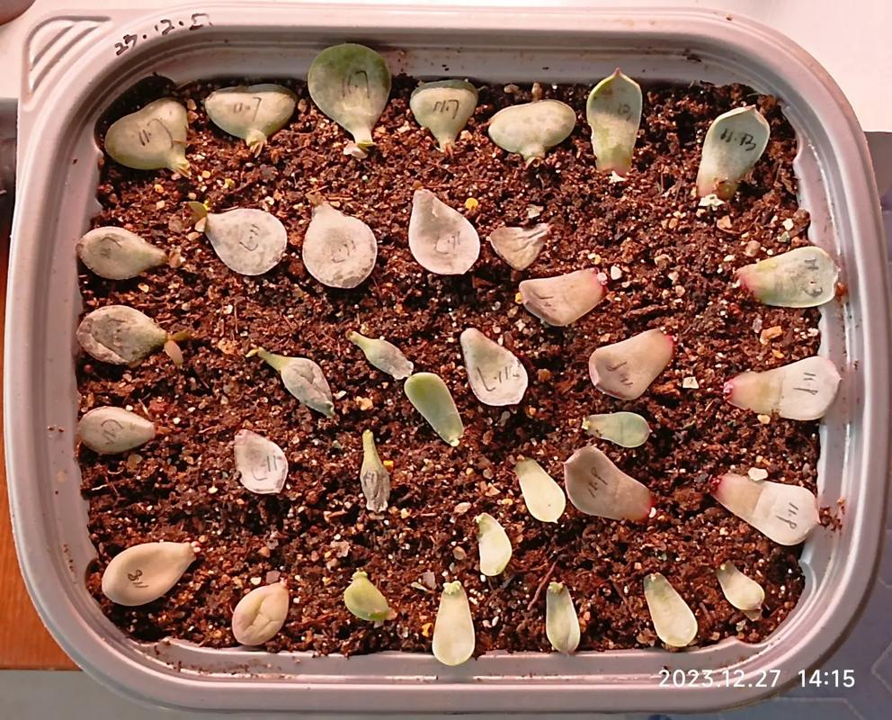多肉叶插迅速发芽法