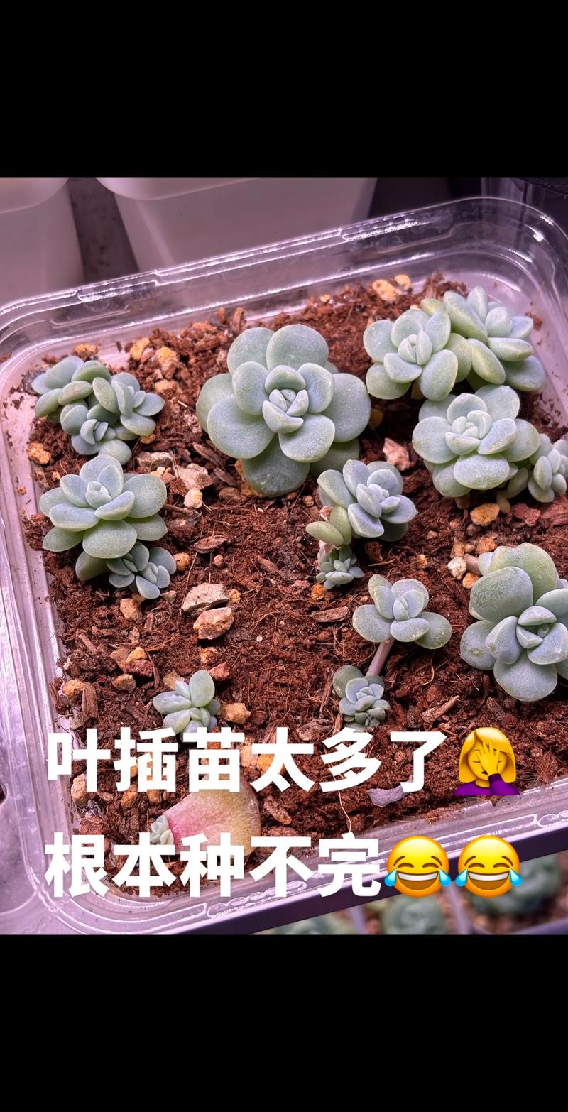 多肉叶插怎样发芽率高