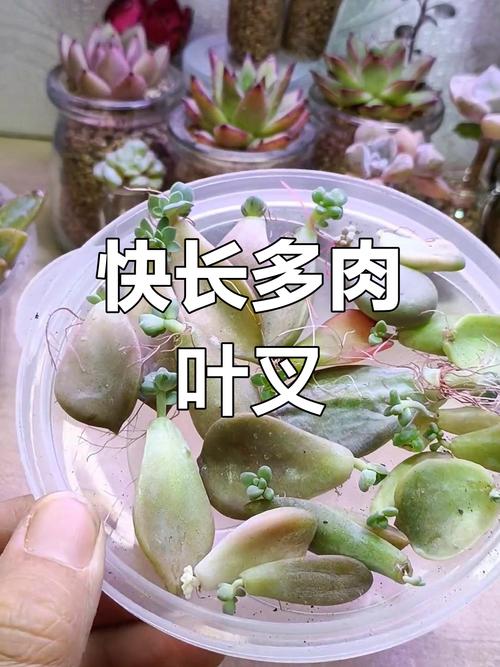 多肉叶插怎么能发芽快多肉叶插如何能发芽快