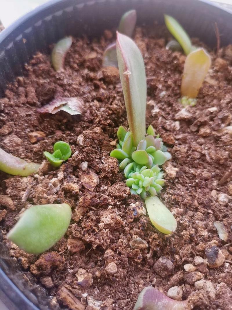 多肉叶插迅速发芽法是什么