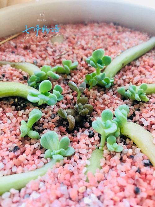 怎样多肉叶插快速发芽
