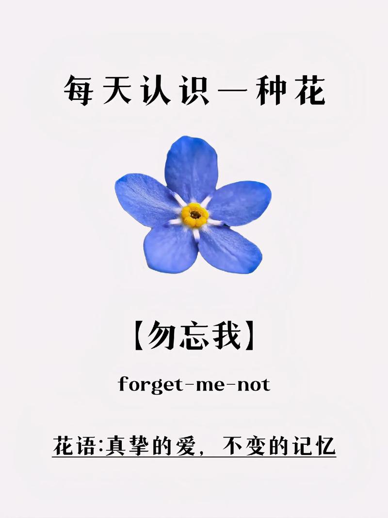 勿忘我怎么养