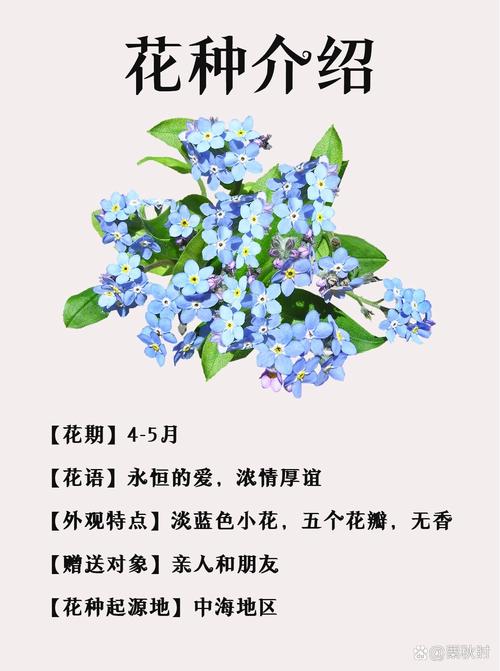 “勿忘我”该怎么种?
