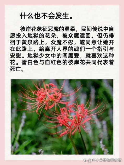 彼岸花的花语,传说和由来?