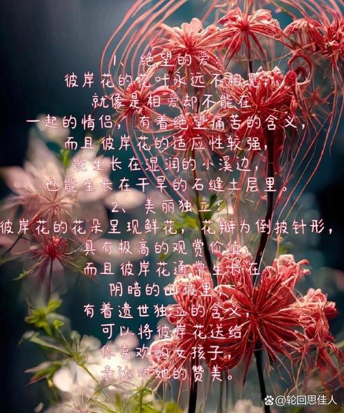 彼岸花的花语,彼岸花的传说