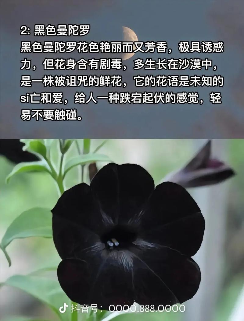 彼岸花的花语和传说