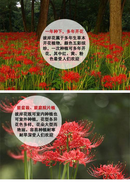 彼岸花的传说是什么