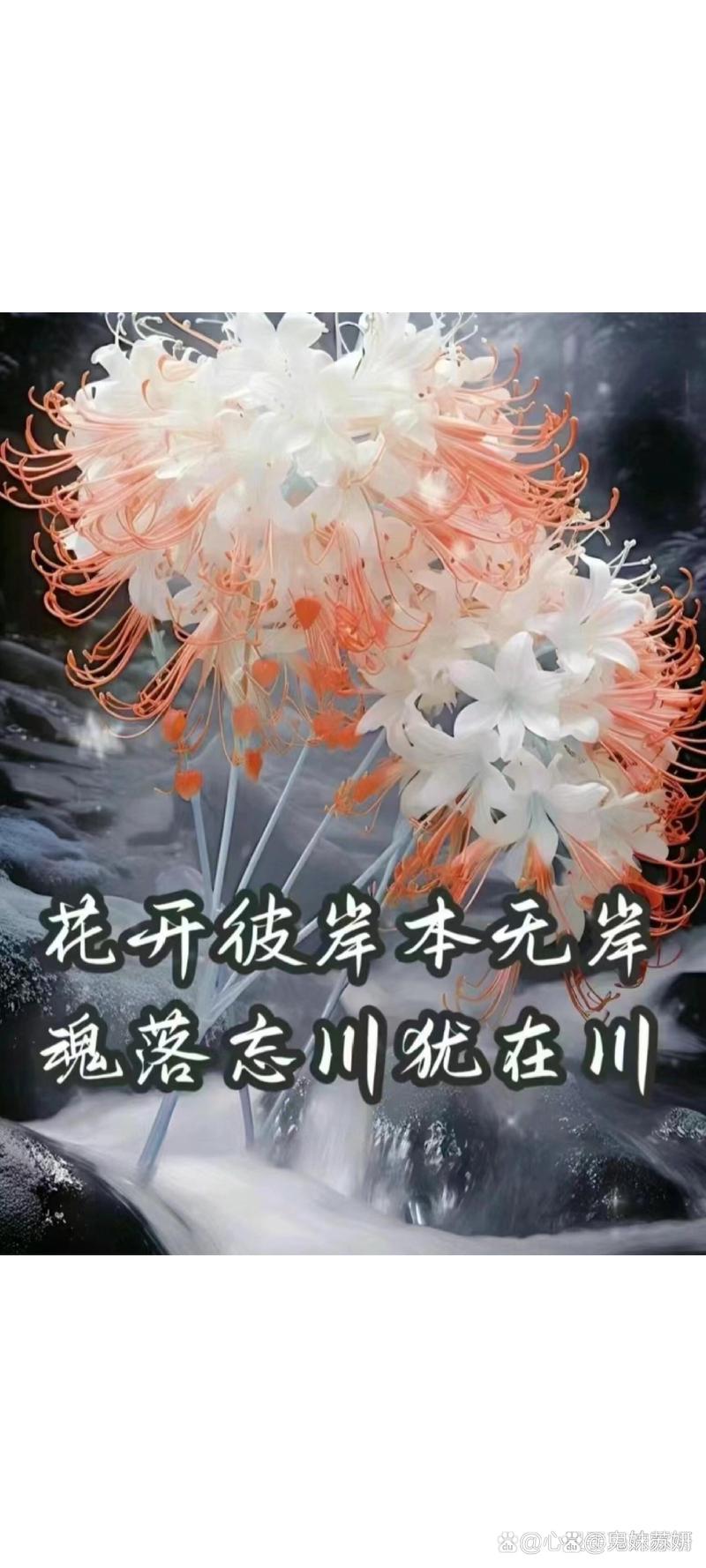 彼岸花的花语