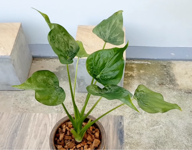 尖尾芋根茎可治疗哪些疾病?