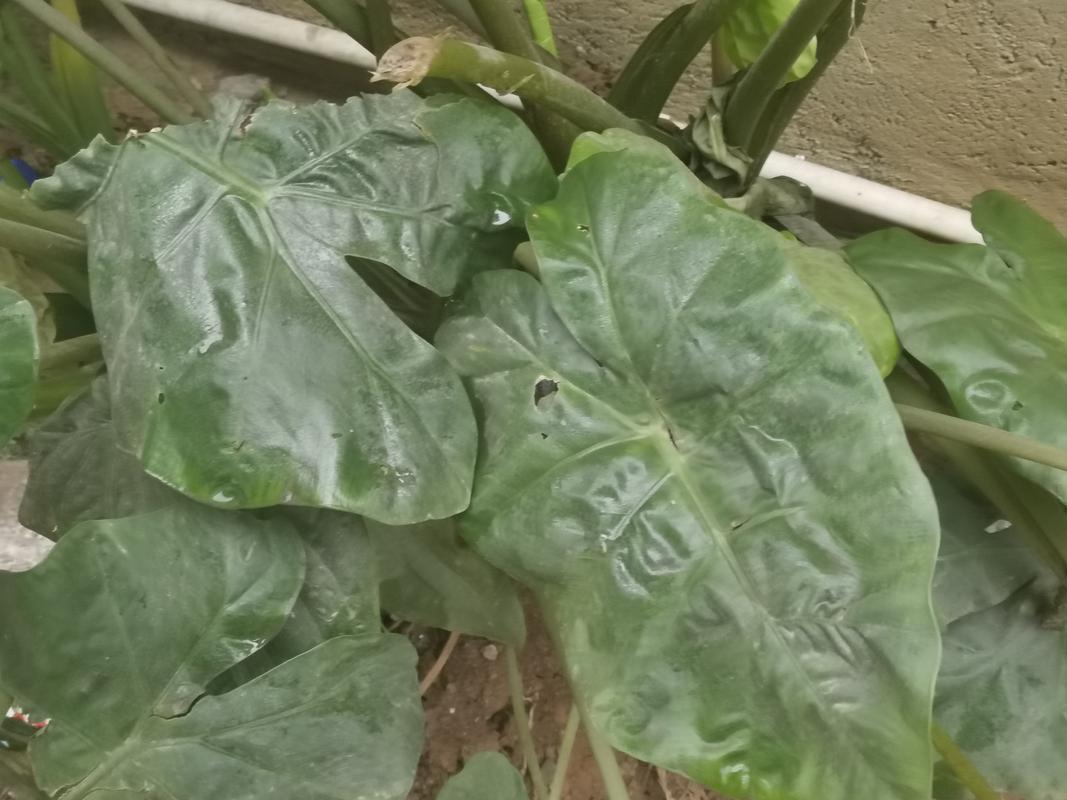 尖尾芋的毒性如何避免?