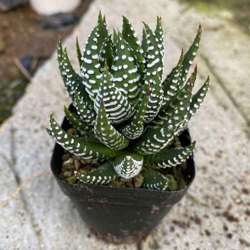 多肉植物金海鹰爪怎么养金海鹰爪介绍