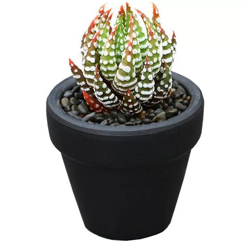 多肉植物金海鹰爪的养殖方法