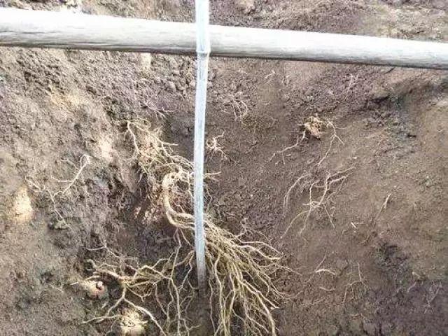雪中六烂根之死是怎么回事?