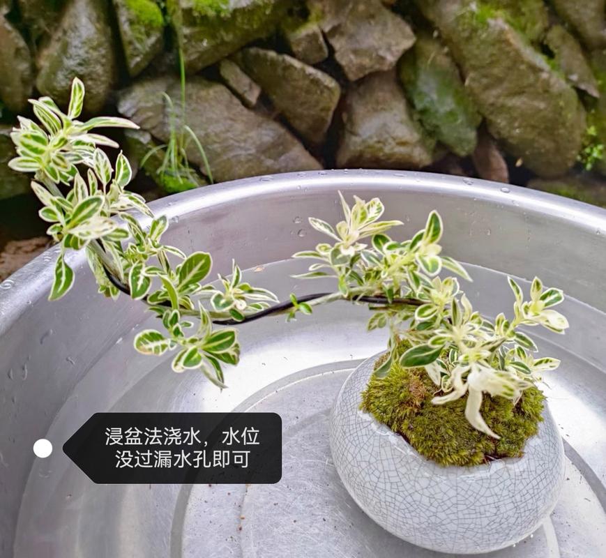 六月雪烂根的原因是什么