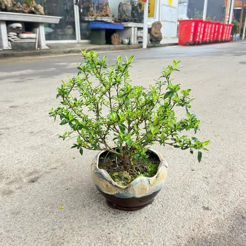 六月雪烂根怎么办