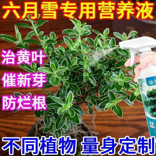 六月雪为什么会烂根枯死