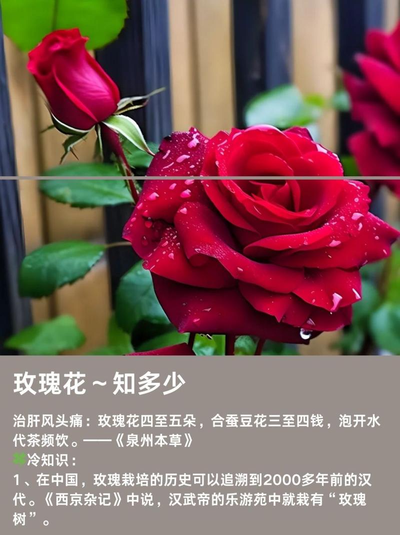 与玫瑰花有关的资料和图片!急急急!!!