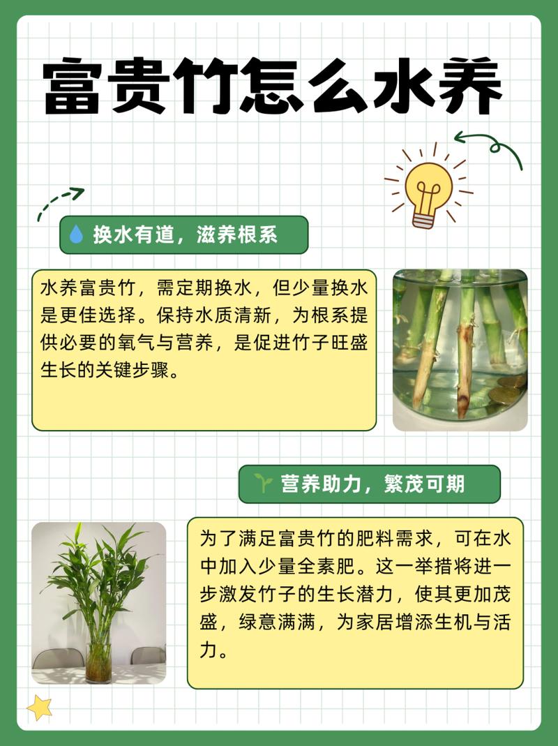 生根粉给富贵竹怎么使用?