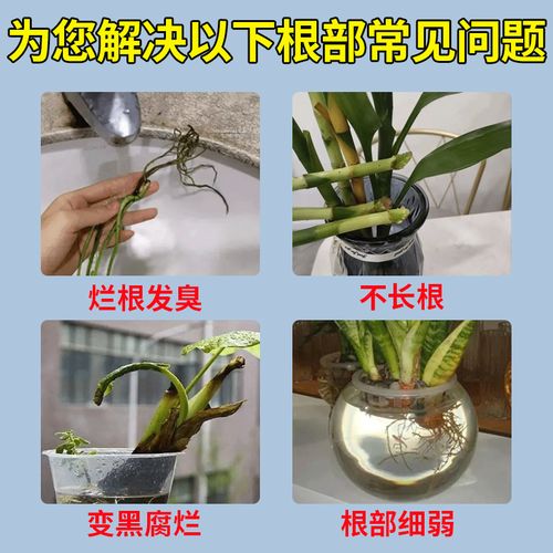 富贵竹的生根粉怎么用