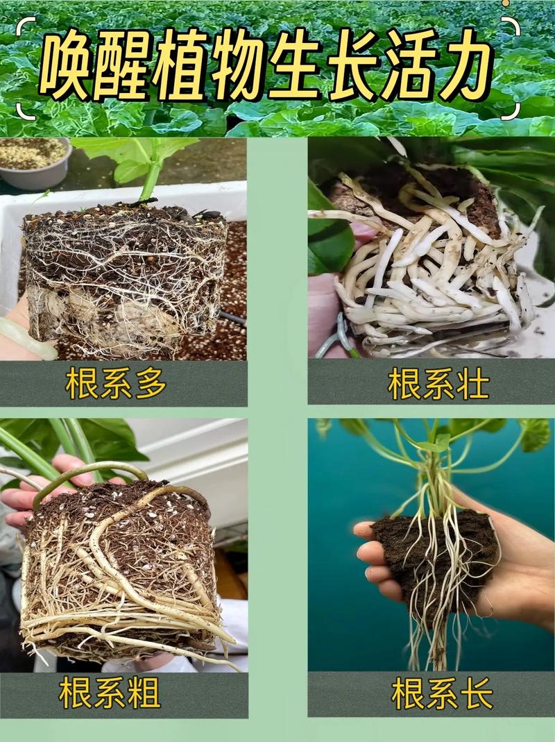 富贵竹生根粉怎么用