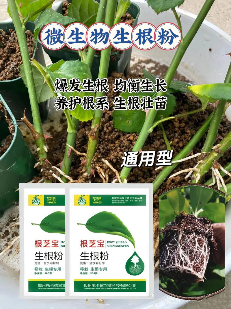 富贵竹怎么用生根粉
