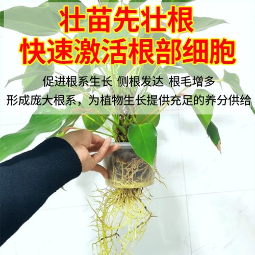 怎么给富贵竹使用生根粉